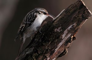 Short-toed treecreeper