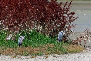 Grey herons