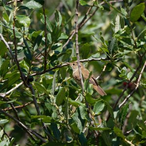 Reed warbler