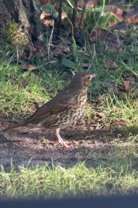 Thrush