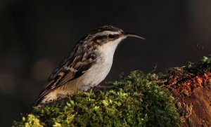 Short-toed treecreeper