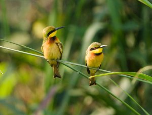 Little Bee-Eaters