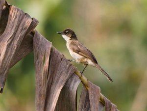 Simple Greenbul