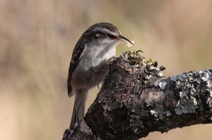 Short-toed treecreeper