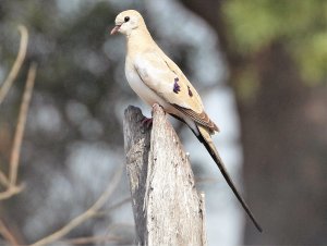 namaqua dove female