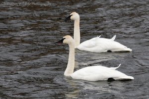 Trumpeter Swan