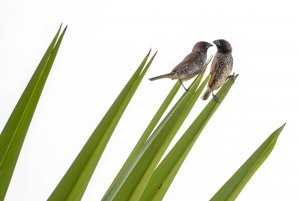 Scaly-breasted munia