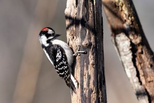 Woodpecker in Alabama