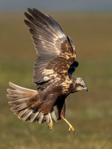 Marsh Harrier