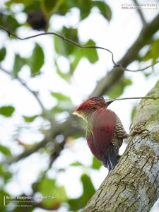 Banded Woodpecker, Borneo