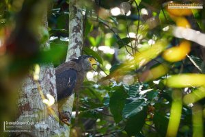 Crested Serpent Eagle, Borneo