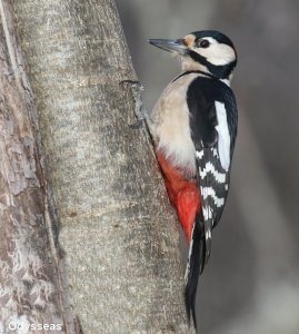 Great Spotted Woodpecker