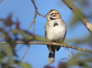 Pretty Face Sparrow