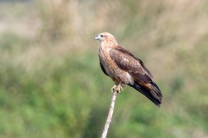 Juvenile brahminy kite