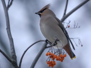 Bohemian Waxwing