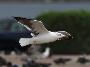 Baltic Gull