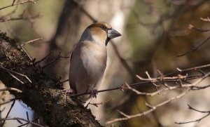 Hawfinch