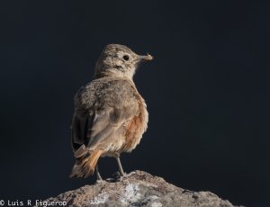 Rufous-banded Miner BF.jpg