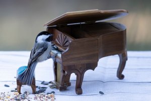 Teaching my birds to play the piano