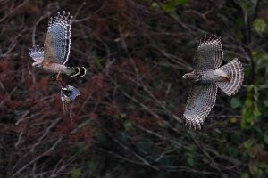 Red-shouldered hawks dueling over least bittern catch