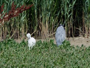 Little egret and grey heron