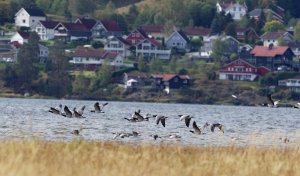 Barnacle geese in flight