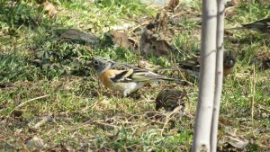 Brambling , Male , In winter or non-breeding plumage