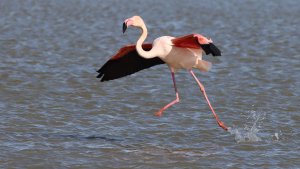 flamingo landing