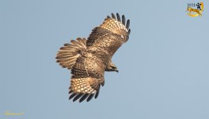 Eastern Buzzard 普通鵟