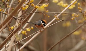 Black-throated Tit