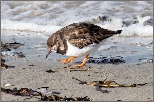 Turnstone