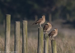 Chimango Caracara BF.jpg