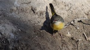 grey wagtail