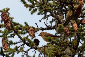 Male crossbill