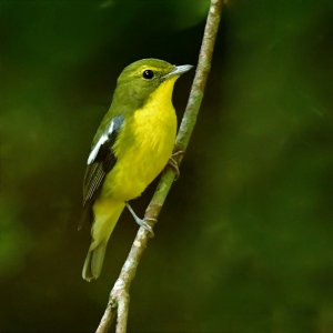 Green-backed flycatcher (M)