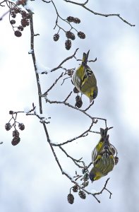 Alder cone acrobats....Siskin