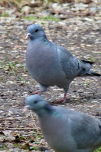 Two stock doves