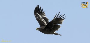 Greater spotted eagle 烏鵰
