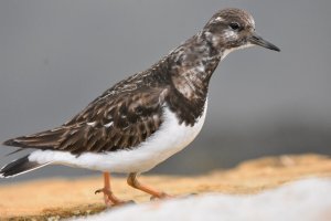 Turnstone