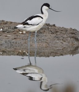 Avocet