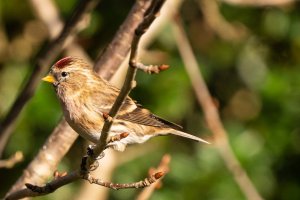 Lesser Redpoll