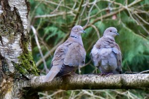 Collared doves