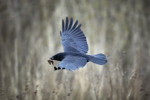 Carrion Crow with Toad