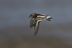 Turnstone