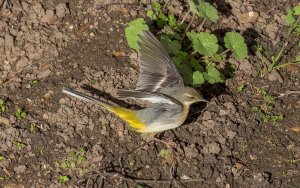 Grey Wagtail