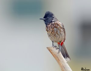 Whole Bulbul