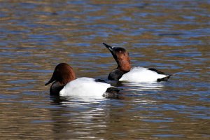 Canvasbacks