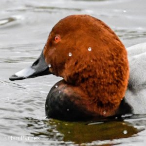 COMMON POCHARD  - Aythya ferina