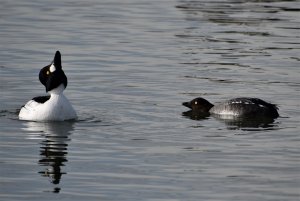 Common Goldeneye