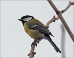 Great Tit